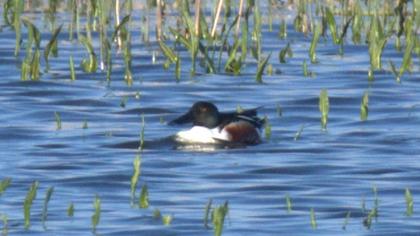 Northern Shoveler