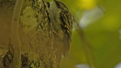 Short-toed Treecreeper