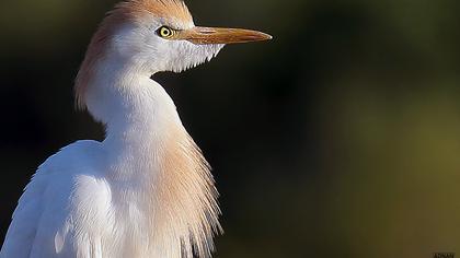 Western Cattle Egret