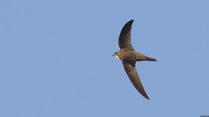 Pallid Swift