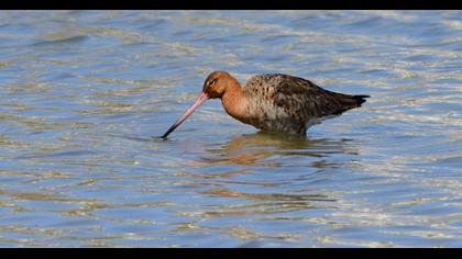 Black-tailed Godwit