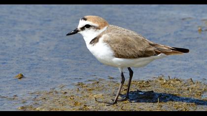 Kentish Plover