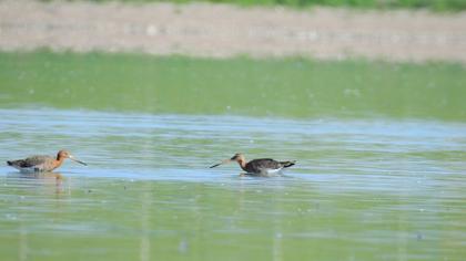 Black-tailed Godwit