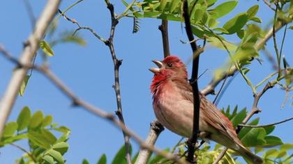 Common Rosefinch