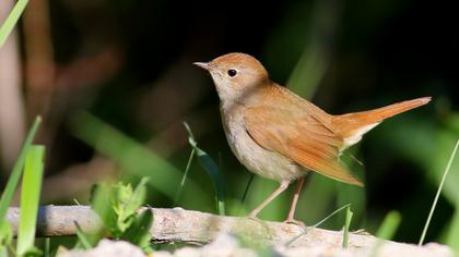 Common Nightingale