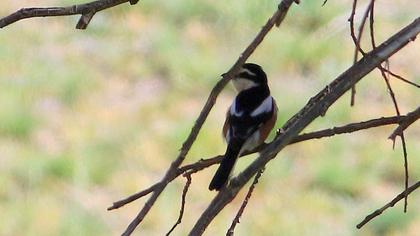 Masked Shrike