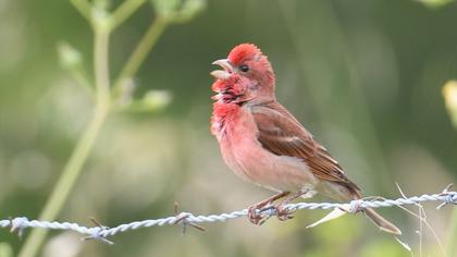 Common Rosefinch