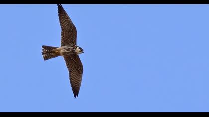 Eurasian Hobby