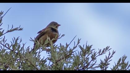 Ortolan Bunting