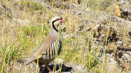 Chukar Partridge