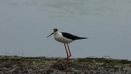 Black-winged Stilt