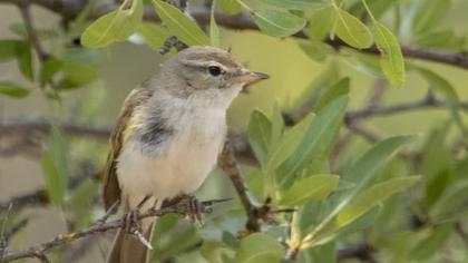 Eastern Bonelli`s Warbler