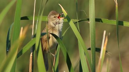 Great Reed Warbler
