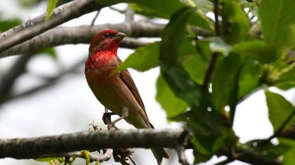 Common Rosefinch
