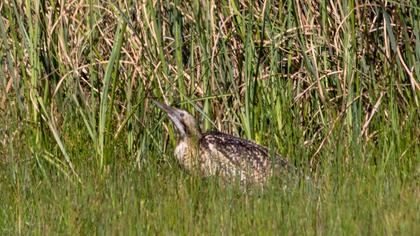 Eurasian Bittern
