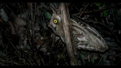 Pallid Scops Owl