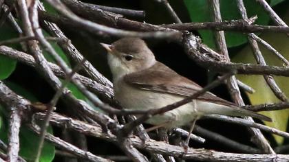 Garden Warbler