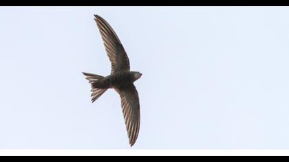 Pallid Swift