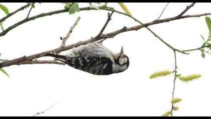 Lesser Spotted Woodpecker