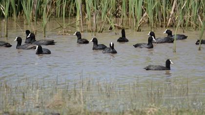 Eurasian Coot