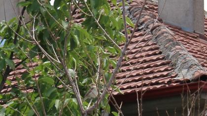 Eastern Olivaceous Warbler