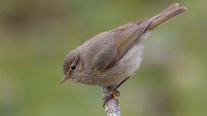 Common Chiffchaff