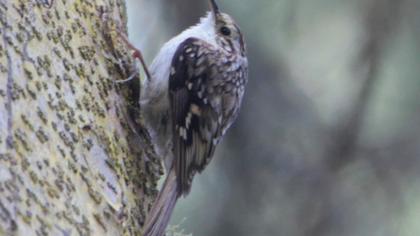 Eurasian Treecreeper