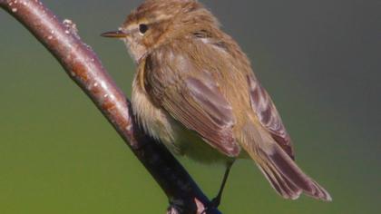 Mountain Chiffchaff