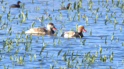 Red-crested Pochard