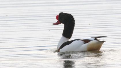 Common Shelduck