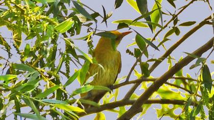 Eurasian Golden Oriole