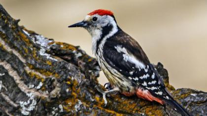 Middle Spotted Woodpecker