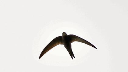 Common Swift