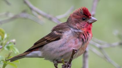 Common Rosefinch