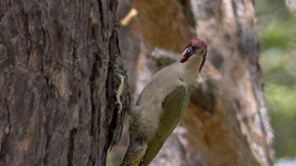 European Green Woodpecker