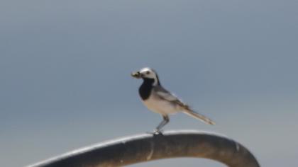 White Wagtail