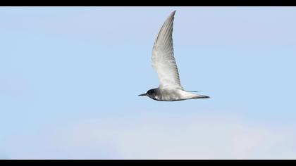 Black Tern