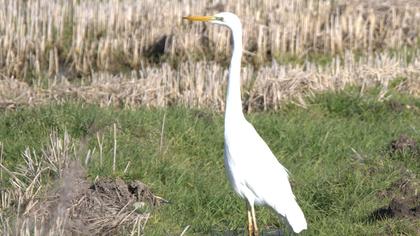 Great Egret