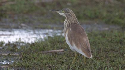 Squacco Heron