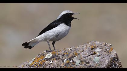 Finsch`s Wheatear