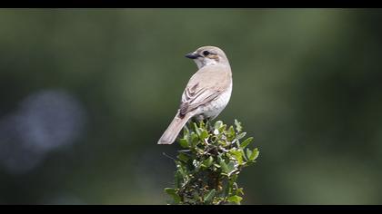 Kızılsırtlı örümcekkuşu