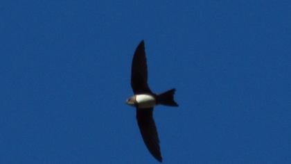 Alpine Swift