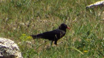 Red-billed Chough