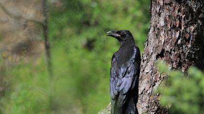 Northern Raven