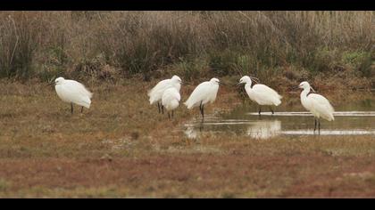 Little Egret