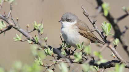 Lesser Whitethroat