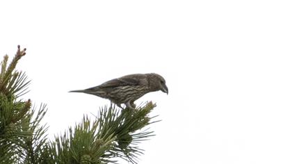 Red Crossbill
