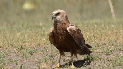 Western Marsh Harrier
