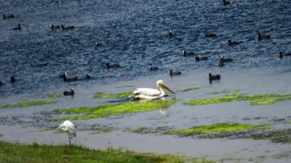 Great White Pelican