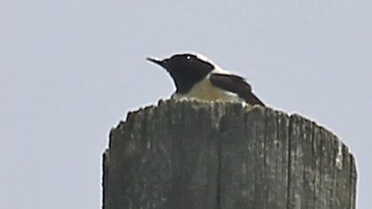 Black-eared Wheatear